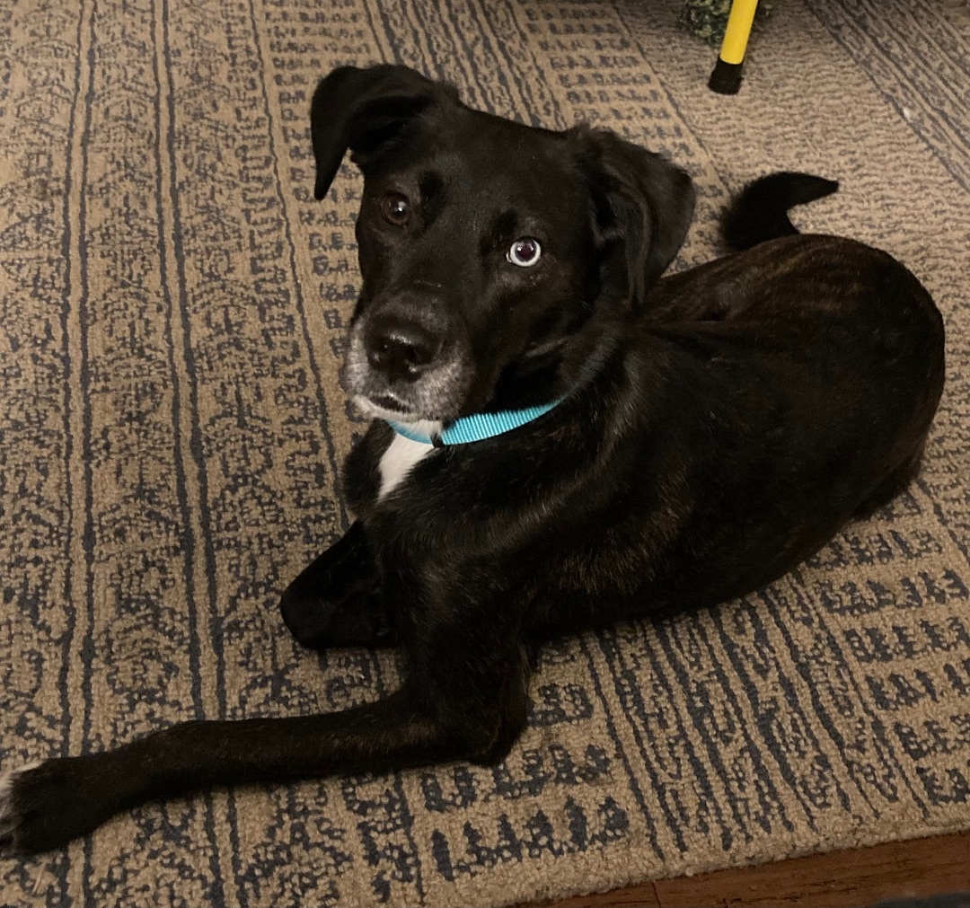 Blue , a Adopted Mixed Breed in Spring hill, TN image 4/6