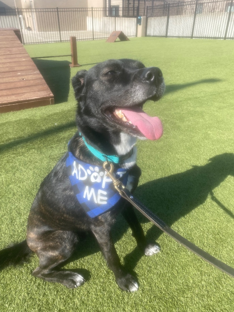 Blue , a Adopted Mixed Breed in Spring hill, TN image 5/6