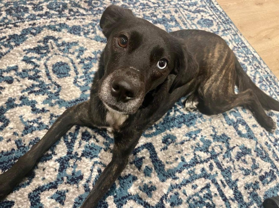 Blue , a Adopted Mixed Breed in Spring hill, TN image 6/6