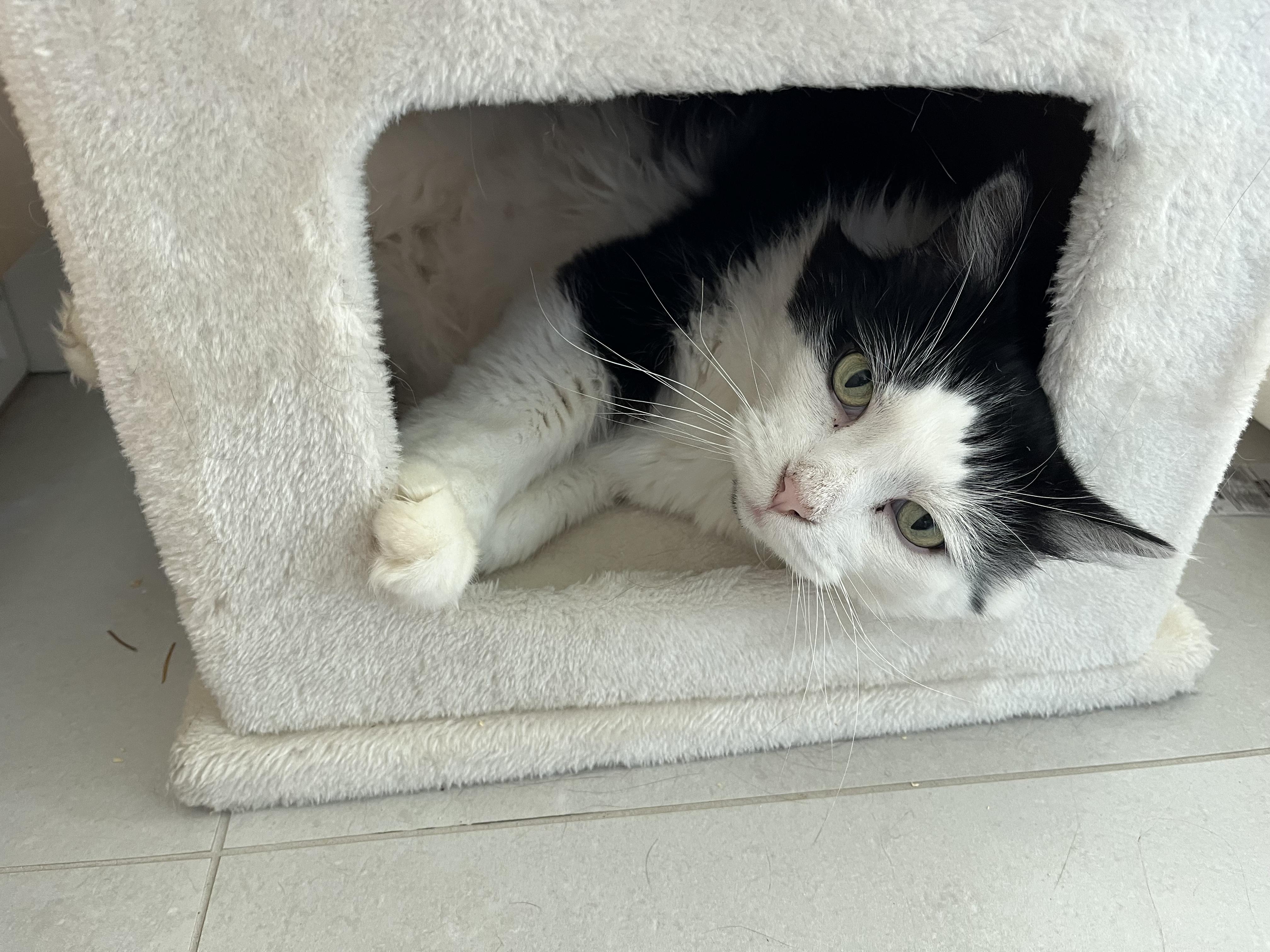 Enlarge Kratts, a ADOPTABLE Domestic Long Hair in Nanaimo, BC image 2/5