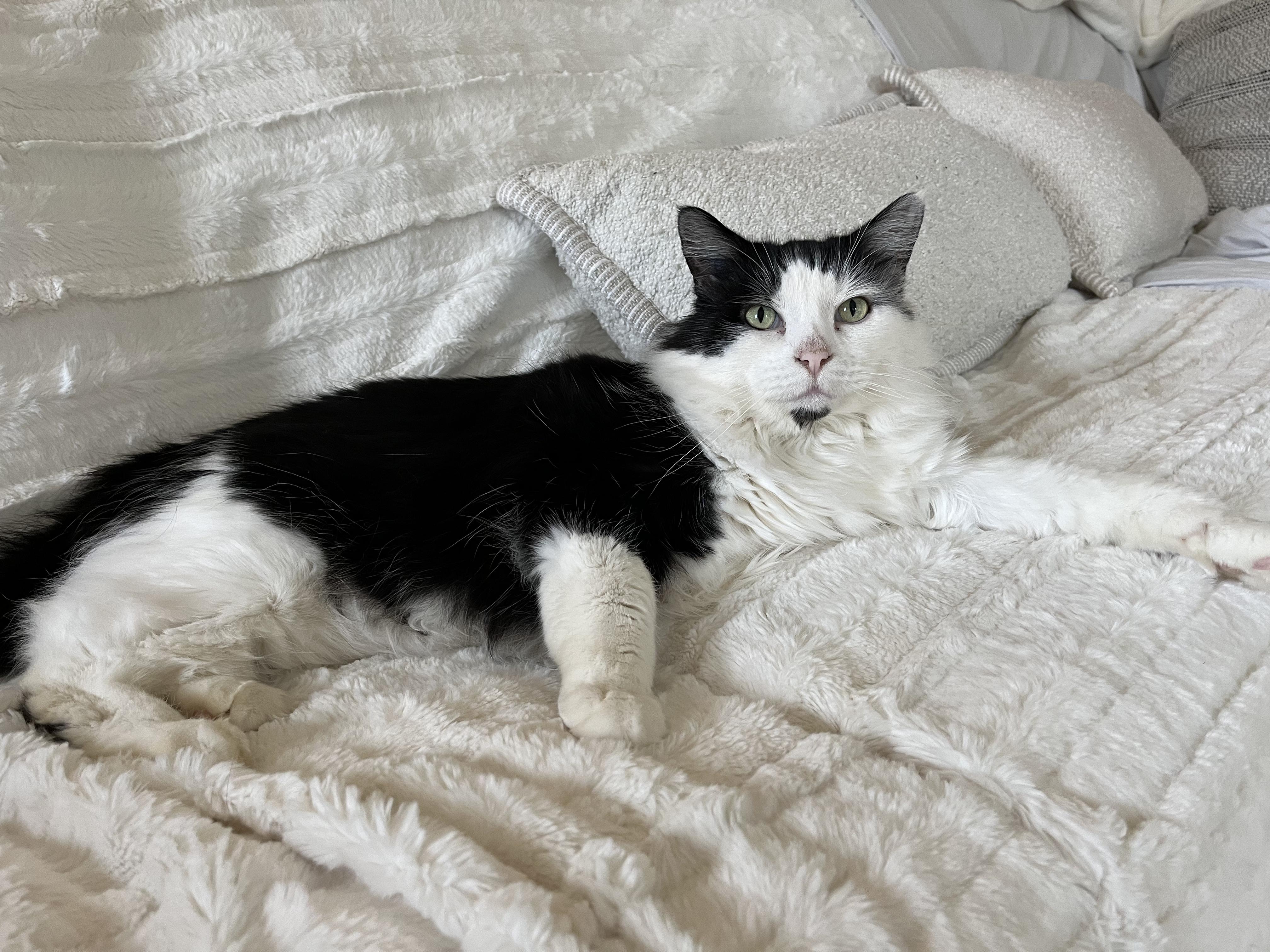 Enlarge Kratts, a ADOPTABLE Domestic Long Hair in Nanaimo, BC image 3/5