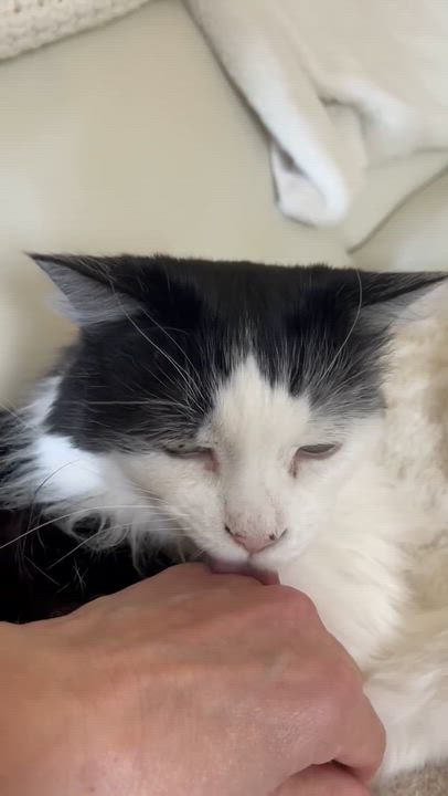 Enlarge Kratts, a ADOPTABLE Domestic Long Hair in Nanaimo, BC video 4/5