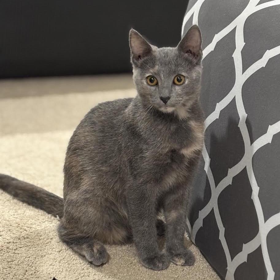 Enlarge Penelope, a Adoptable Domestic Short Hair in Madison, WI image 1/6