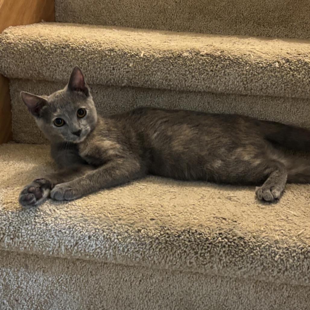 Enlarge Penelope, a Adoptable Domestic Short Hair in Madison, WI image 2/6