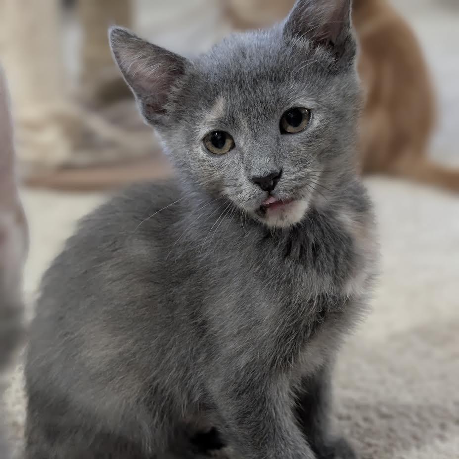 Enlarge Penelope, a Adoptable Domestic Short Hair in Madison, WI image 3/6