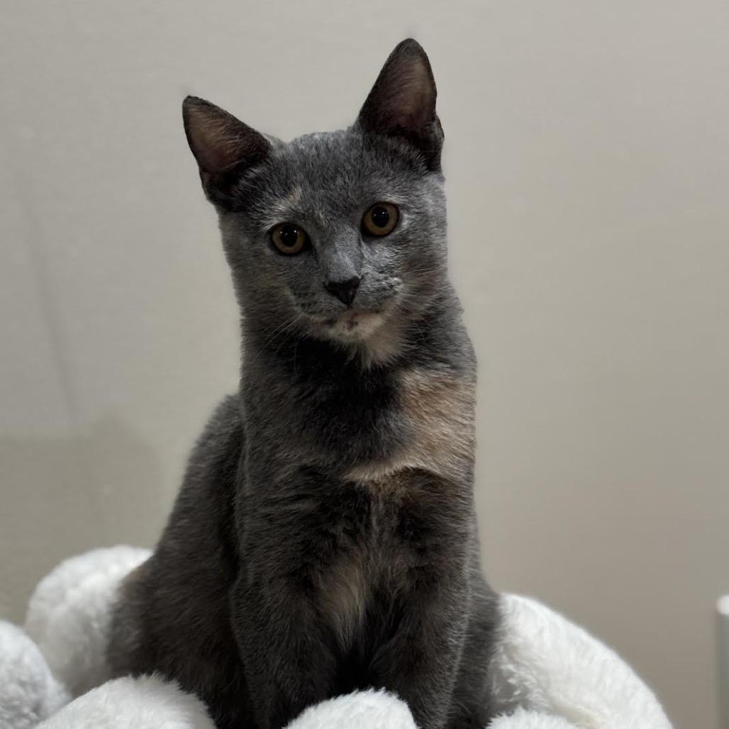 Enlarge Penelope, a Adoptable Domestic Short Hair in Madison, WI image 4/6