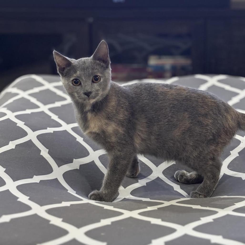 Enlarge Penelope, a Adoptable Domestic Short Hair in Madison, WI image 5/6