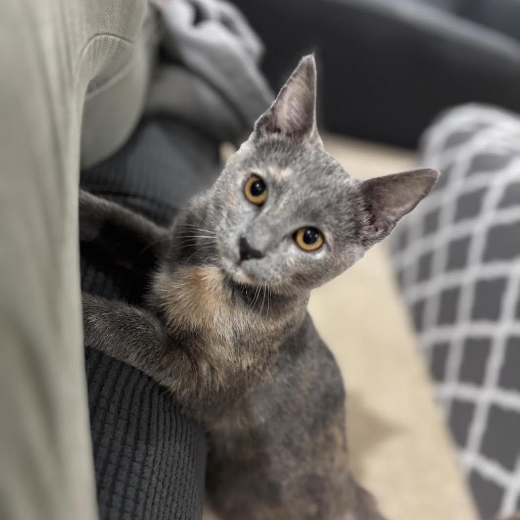 Enlarge Penelope, a Adoptable Domestic Short Hair in Madison, WI image 6/6