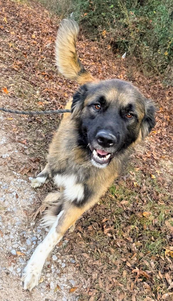 BEETHOVEN-Transport available to VT, CT, and PA