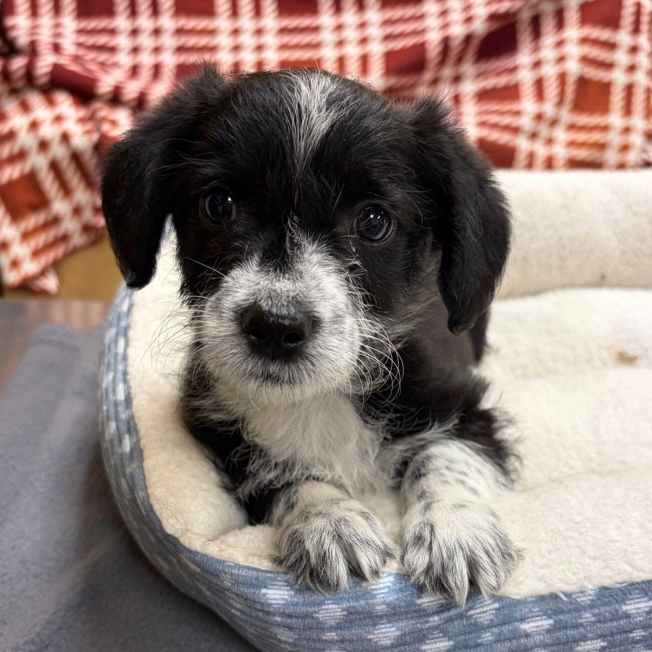 Schmidt, Adopted, Puppy Male Miniature Poodle & Dachshund.