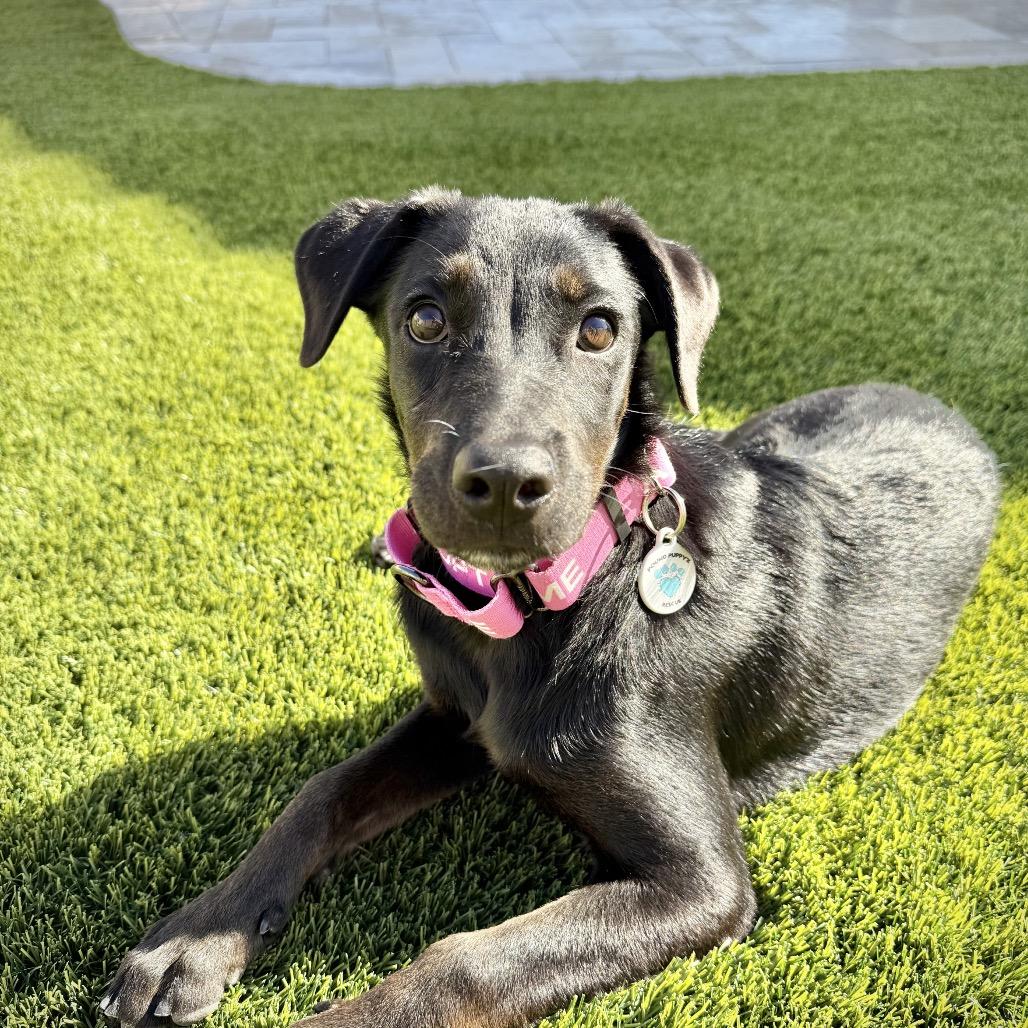 Enlarge Zeena, a Adoptable mixed breed in Chandler, AZ image 1/5