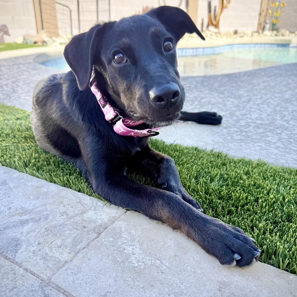 Enlarge Zeena, a Adoptable mixed breed in Chandler, AZ image 3/5