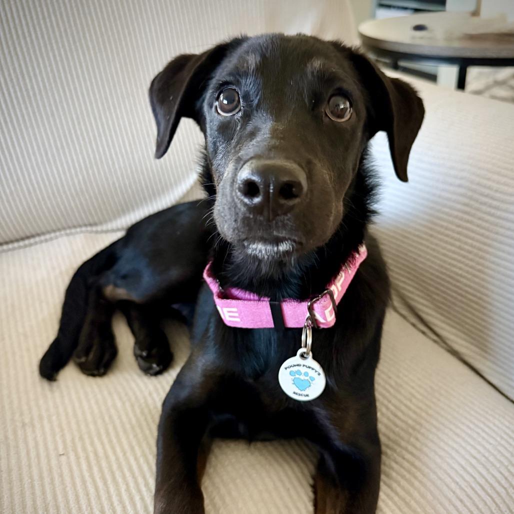 Enlarge Zeena, a Adoptable mixed breed in Chandler, AZ image 4/5