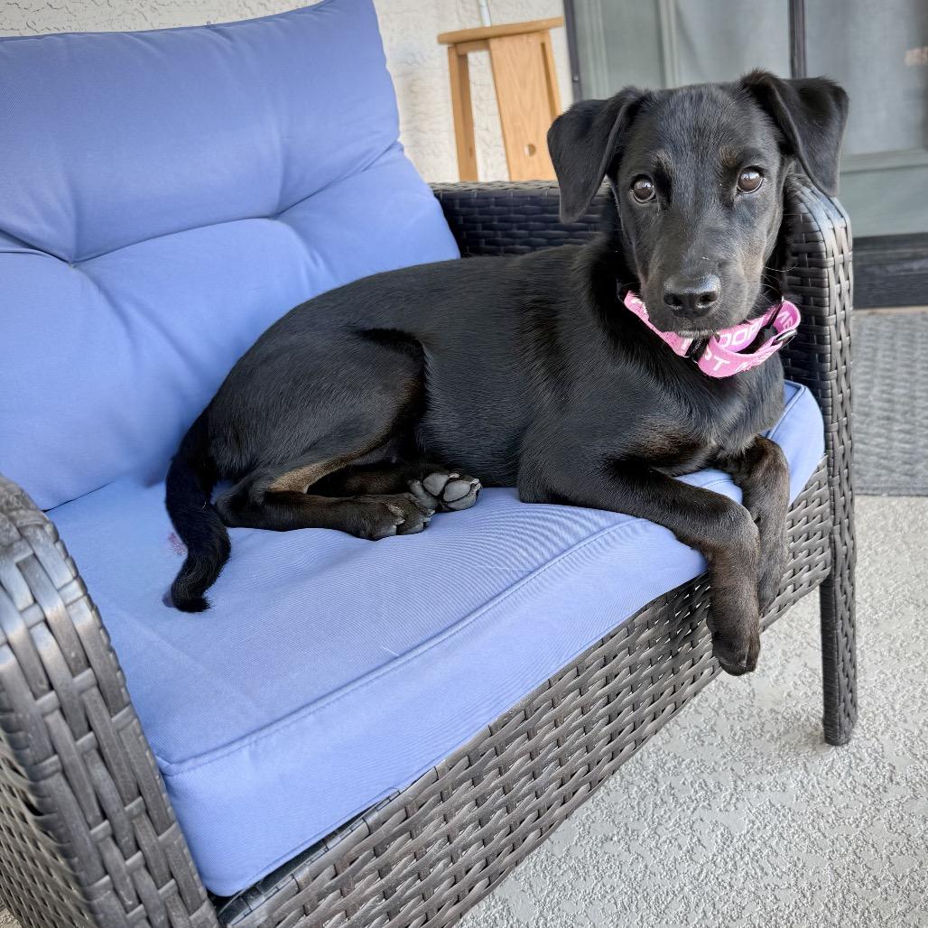 Enlarge Zeena, a Adoptable mixed breed in Chandler, AZ image 5/5