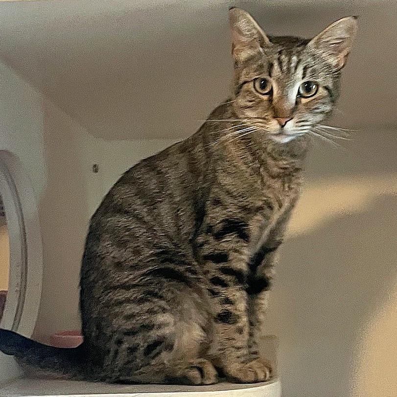 Brooke, Adoptable, Adult Female Domestic Short Hair.