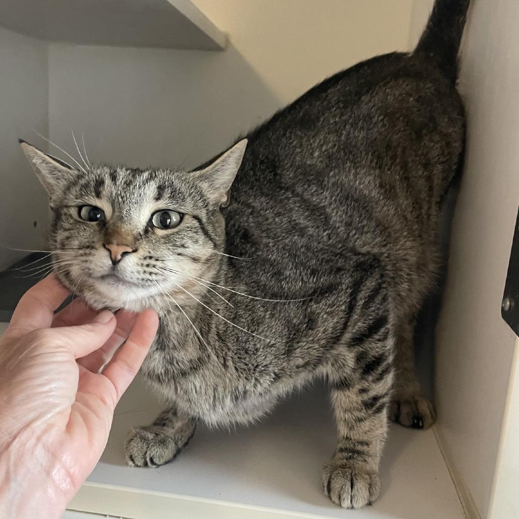 Enlarge Brooke, a Adoptable Domestic Short Hair in Prescott, AZ image 2/4