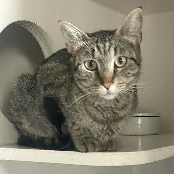 Enlarge Brooke, a Adoptable Domestic Short Hair in Prescott, AZ image 3/4