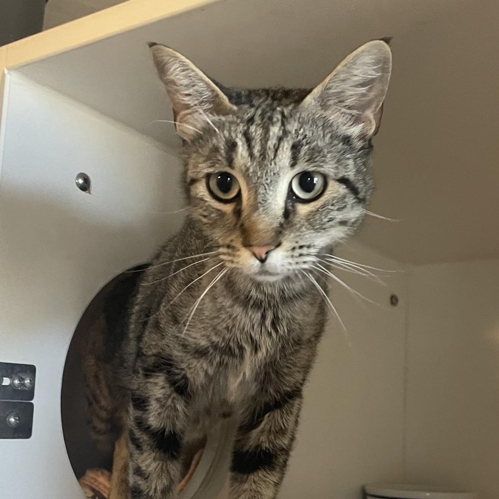 Enlarge Brooke, a Adoptable Domestic Short Hair in Prescott, AZ image 4/4