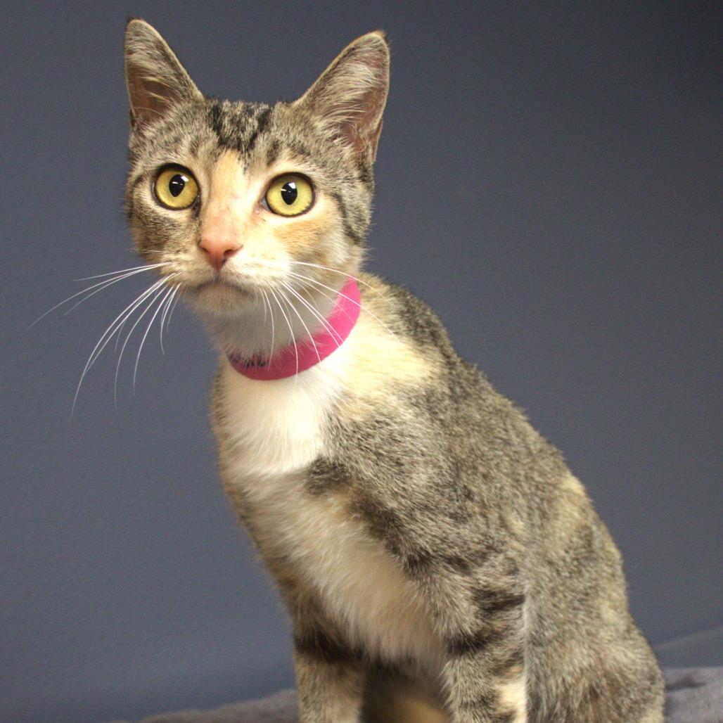 Echo — thumbnail 2