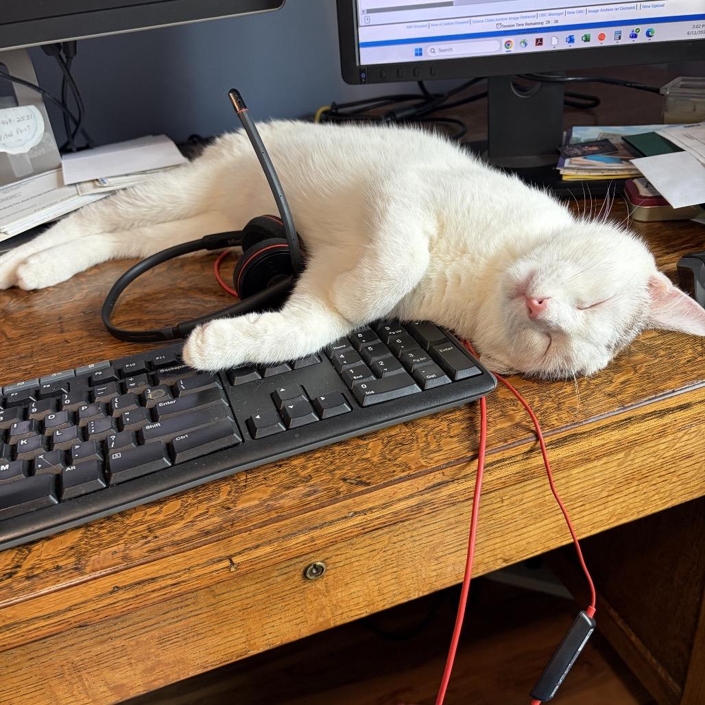 Mochi, Adoptable, Young Male Domestic Short Hair.