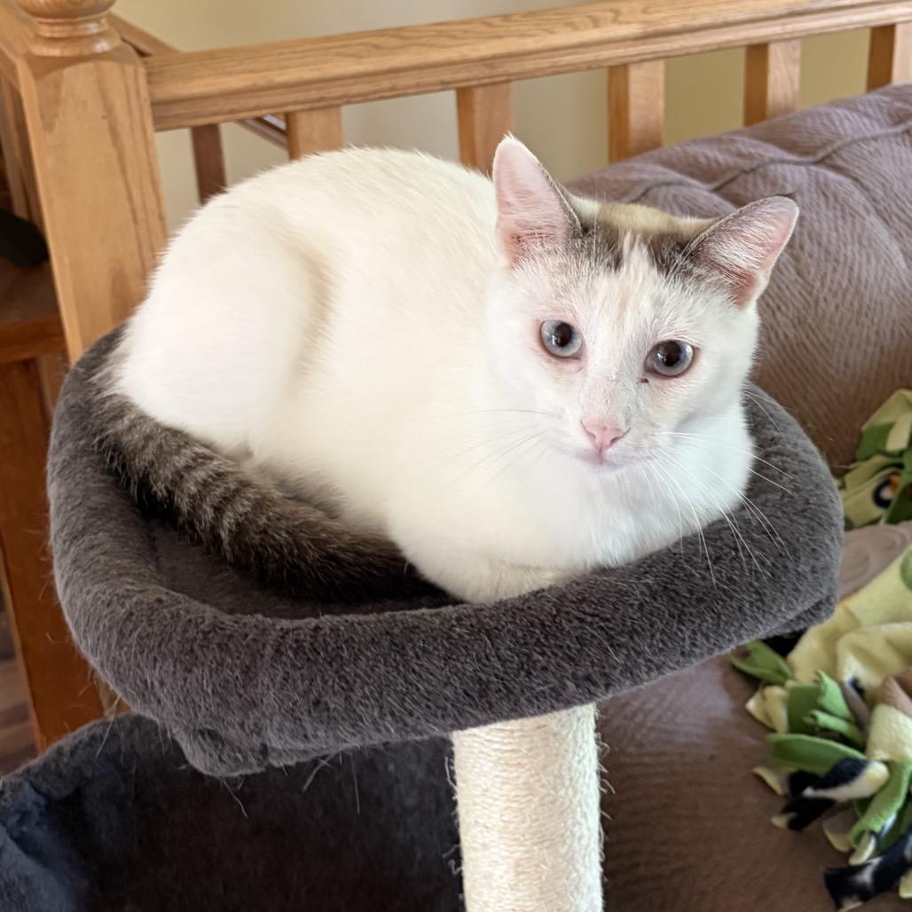 Enlarge Mochi, a Adoptable Domestic Short Hair in Chaska, MN image 2/4