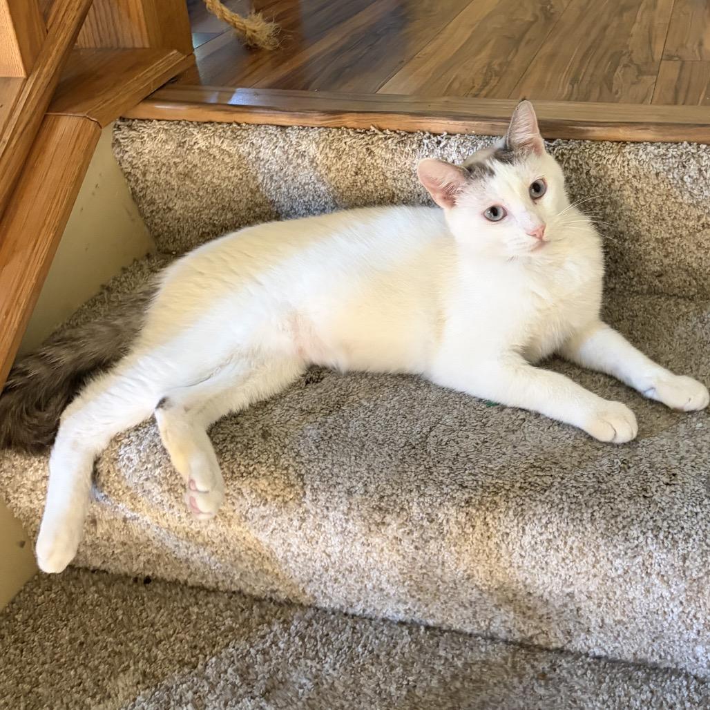 Enlarge Mochi, a Adoptable Domestic Short Hair in Chaska, MN image 3/4