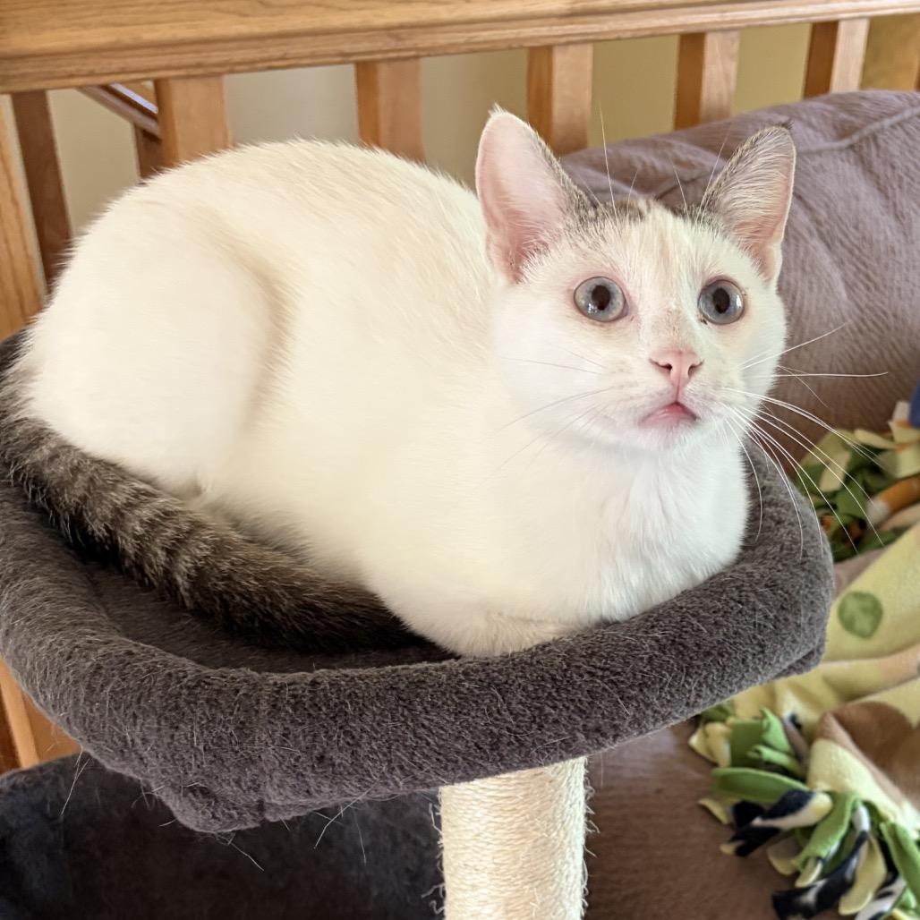 Enlarge Mochi, a Adoptable Domestic Short Hair in Chaska, MN image 4/4