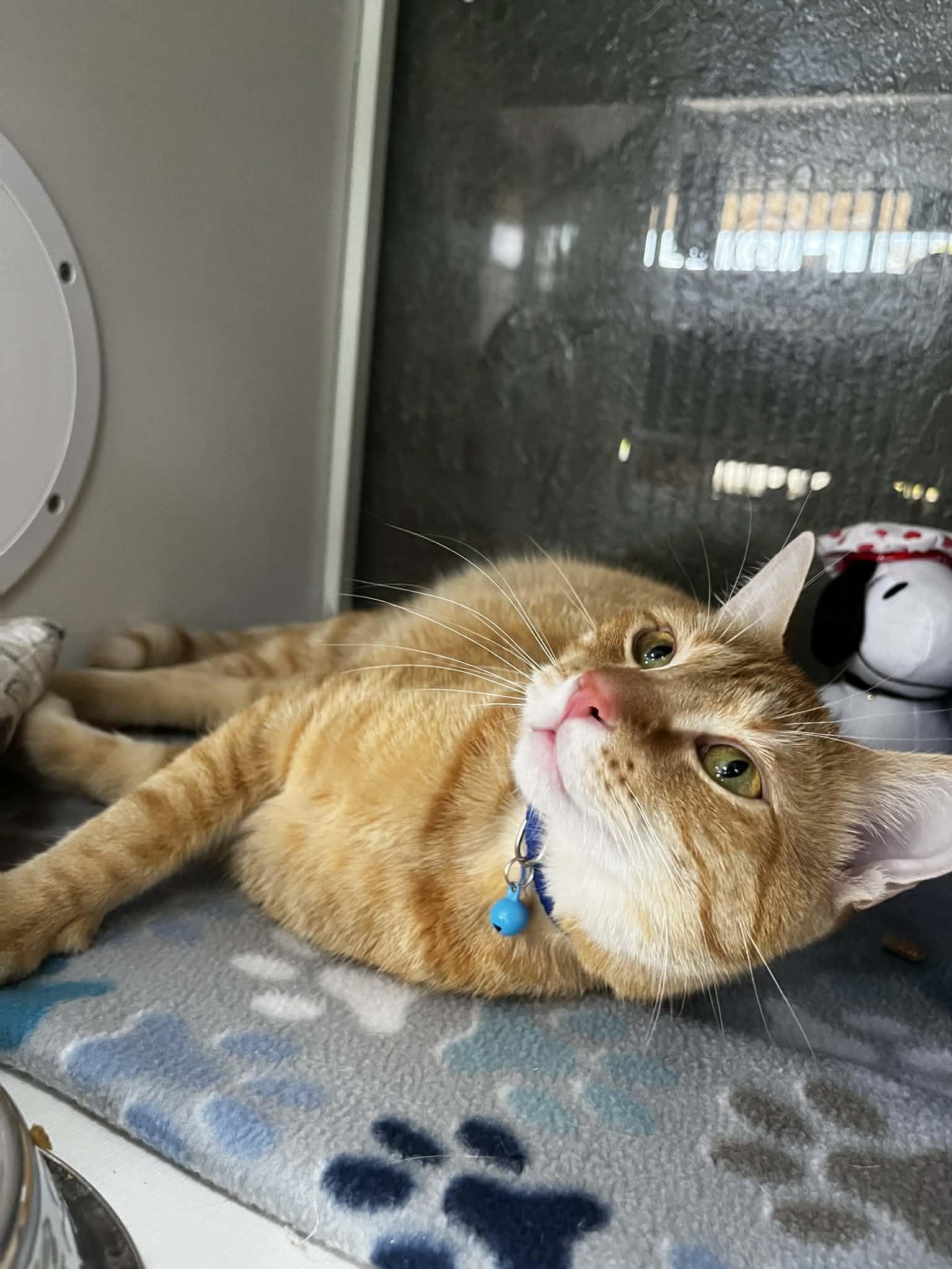 Bruno, an adopted Tabby in Tavares, FL image 2/3