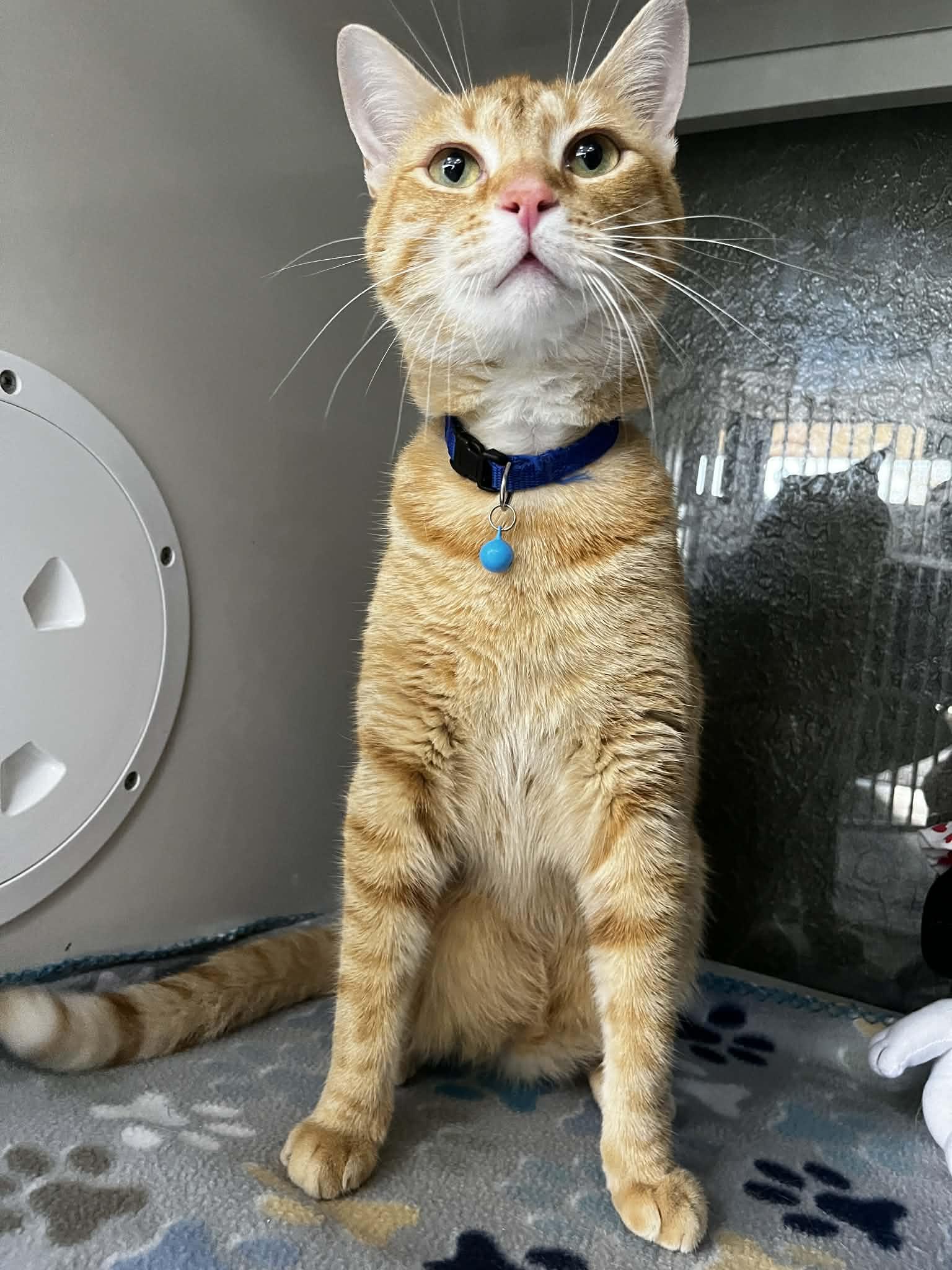 Bruno, an adopted Tabby in Tavares, FL image 1/3