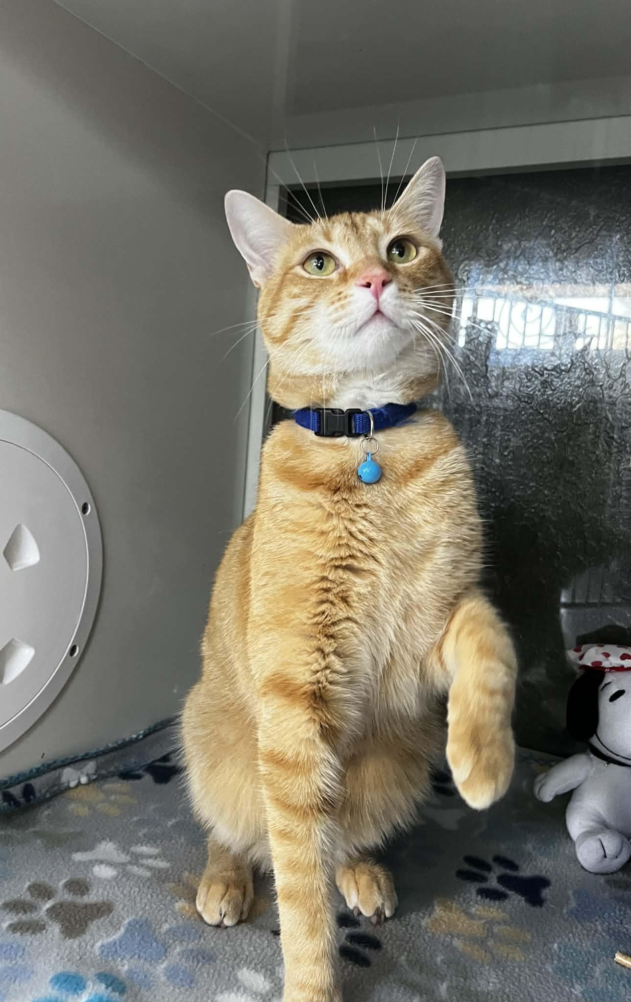 Bruno, an adopted Tabby in Tavares, FL image 3/3