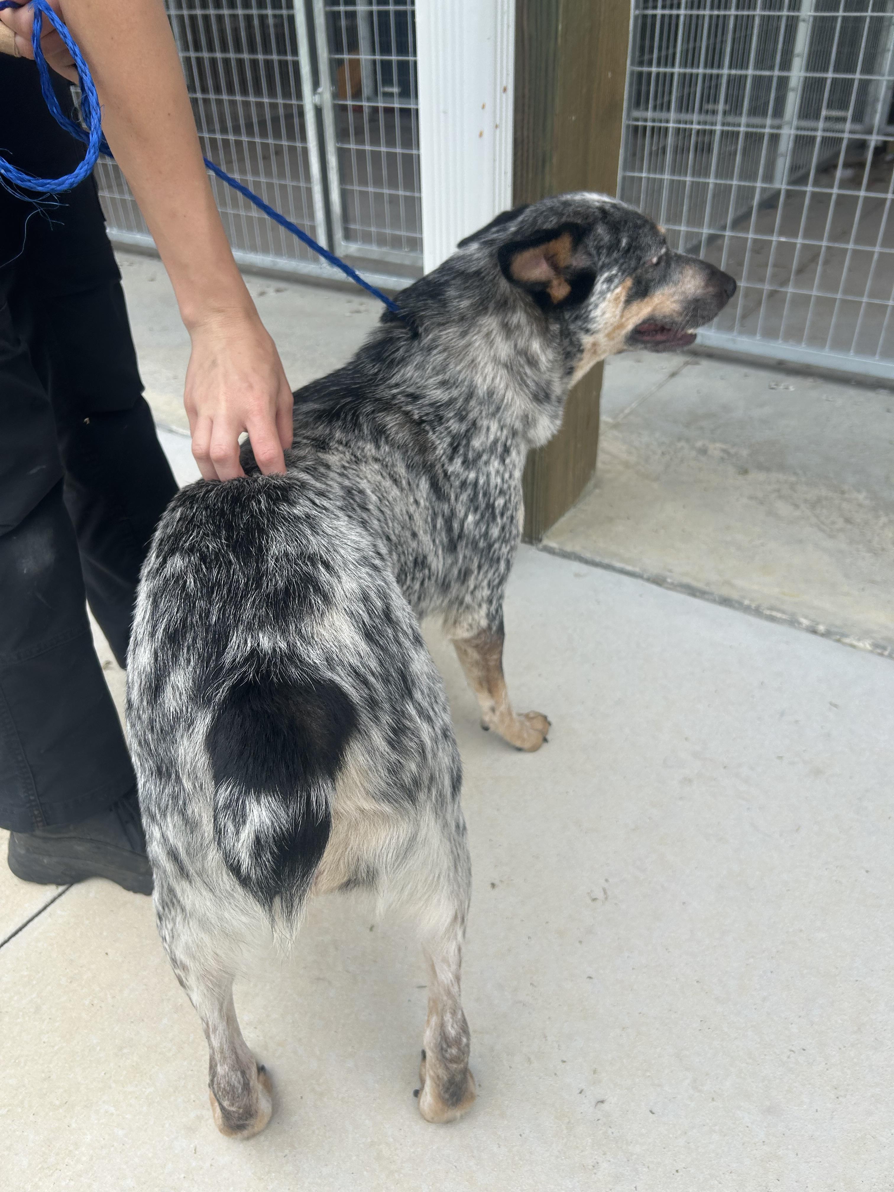 Bluebell, a Adoptable mixed breed in Bradenton, FL image 1/6
