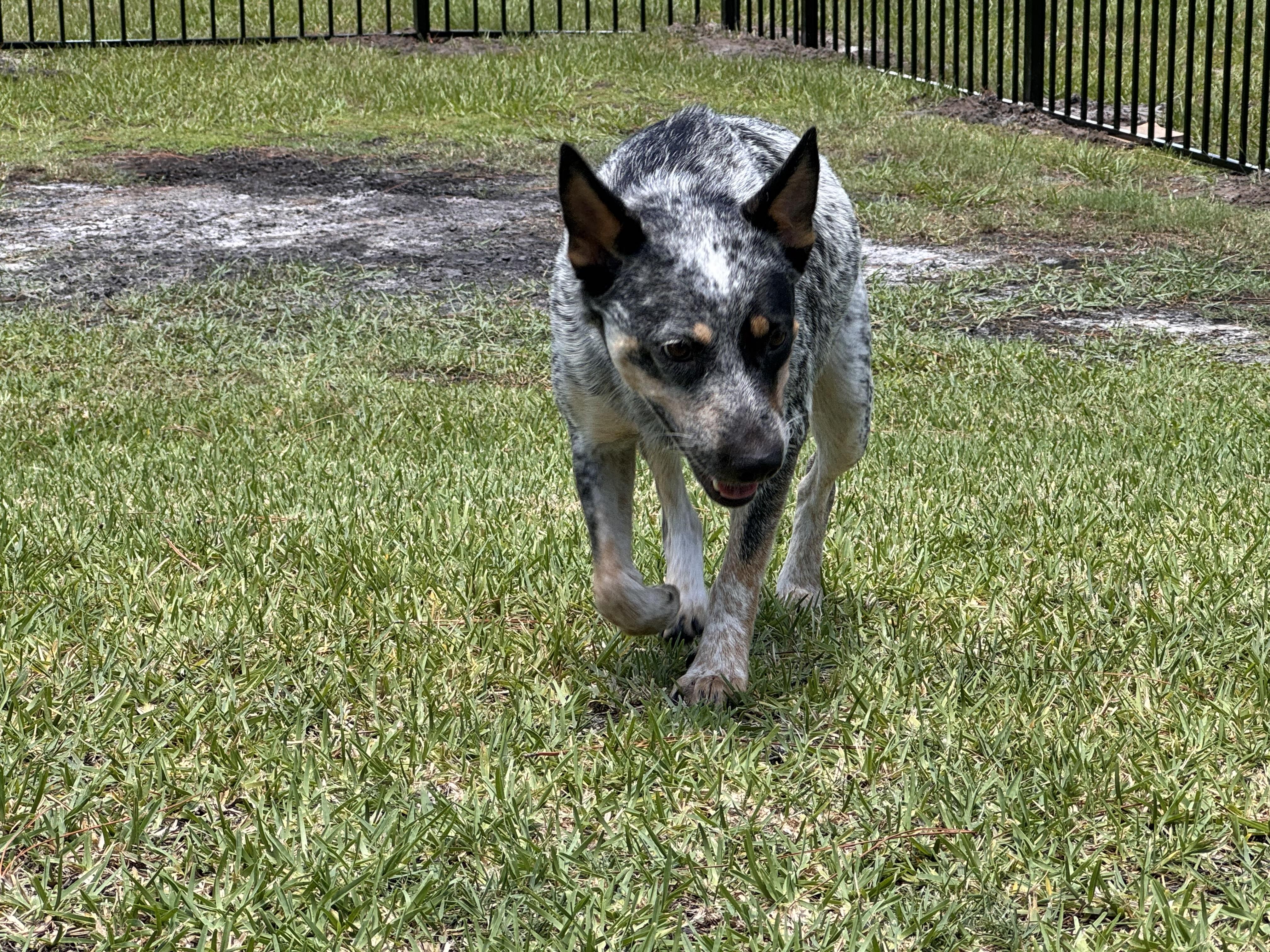 Bluebell, a Adoptable mixed breed in Bradenton, FL image 2/6