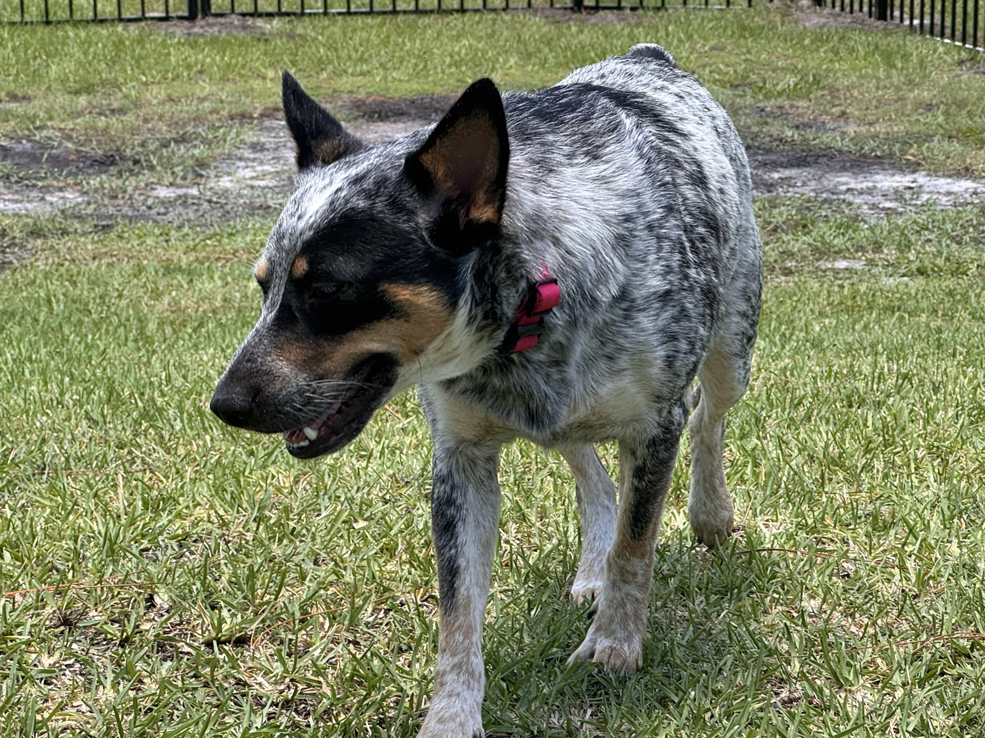 Bluebell, a Adoptable mixed breed in Bradenton, FL image 4/6