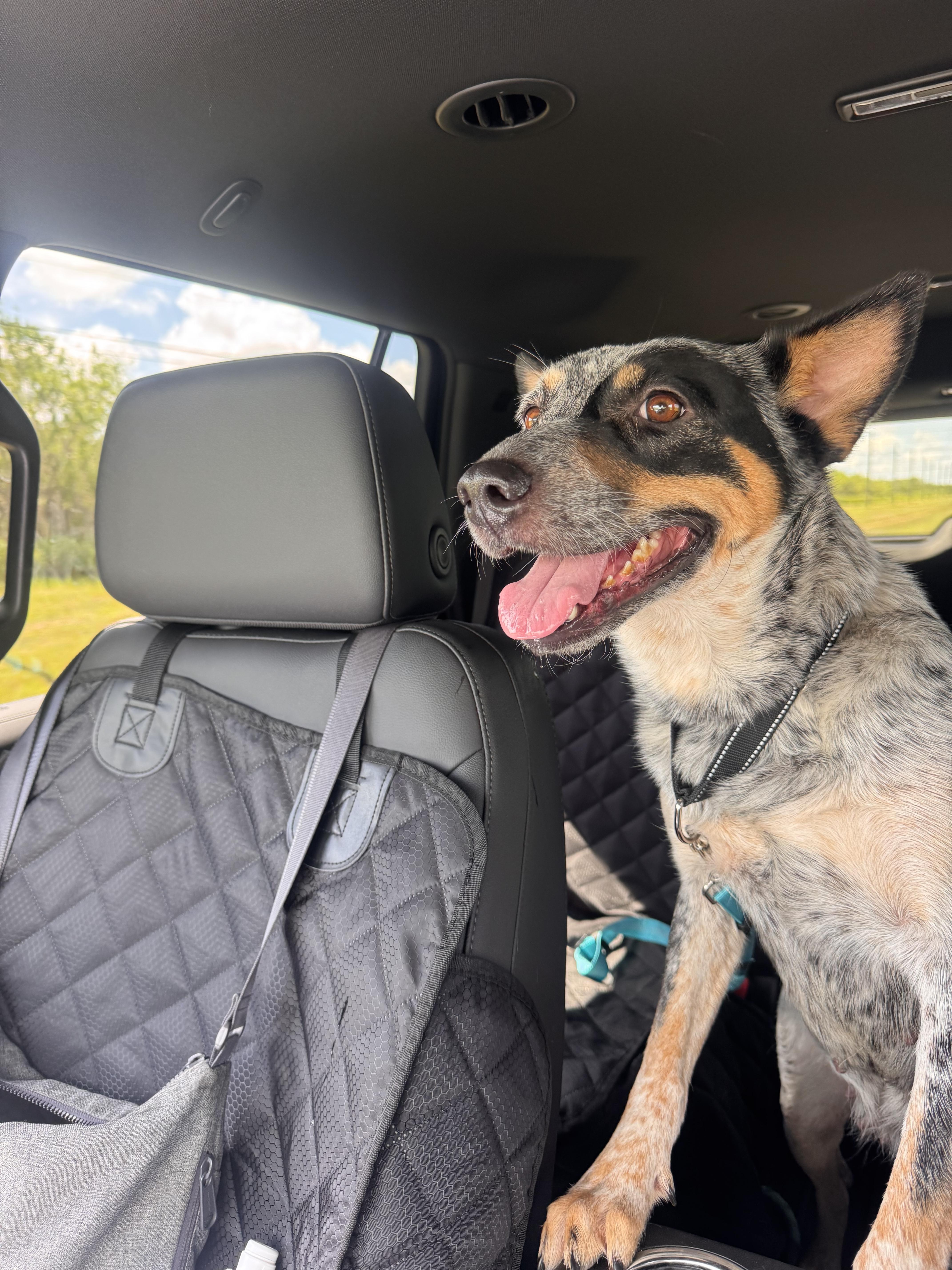 Bluebell, a Adoptable mixed breed in Bradenton, FL image 5/6