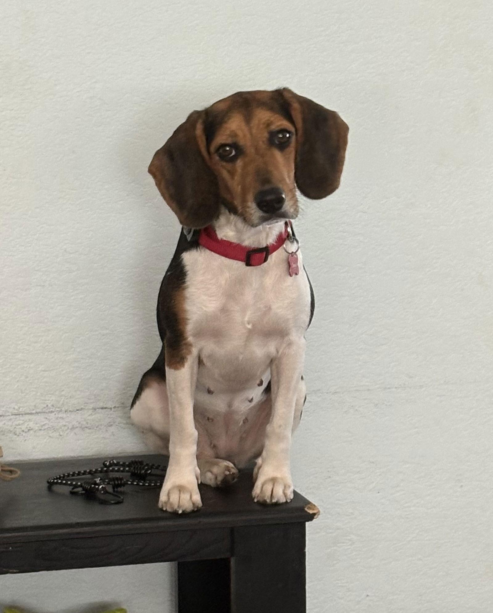 Seagull, Adoptable, Adult Female Beagle.