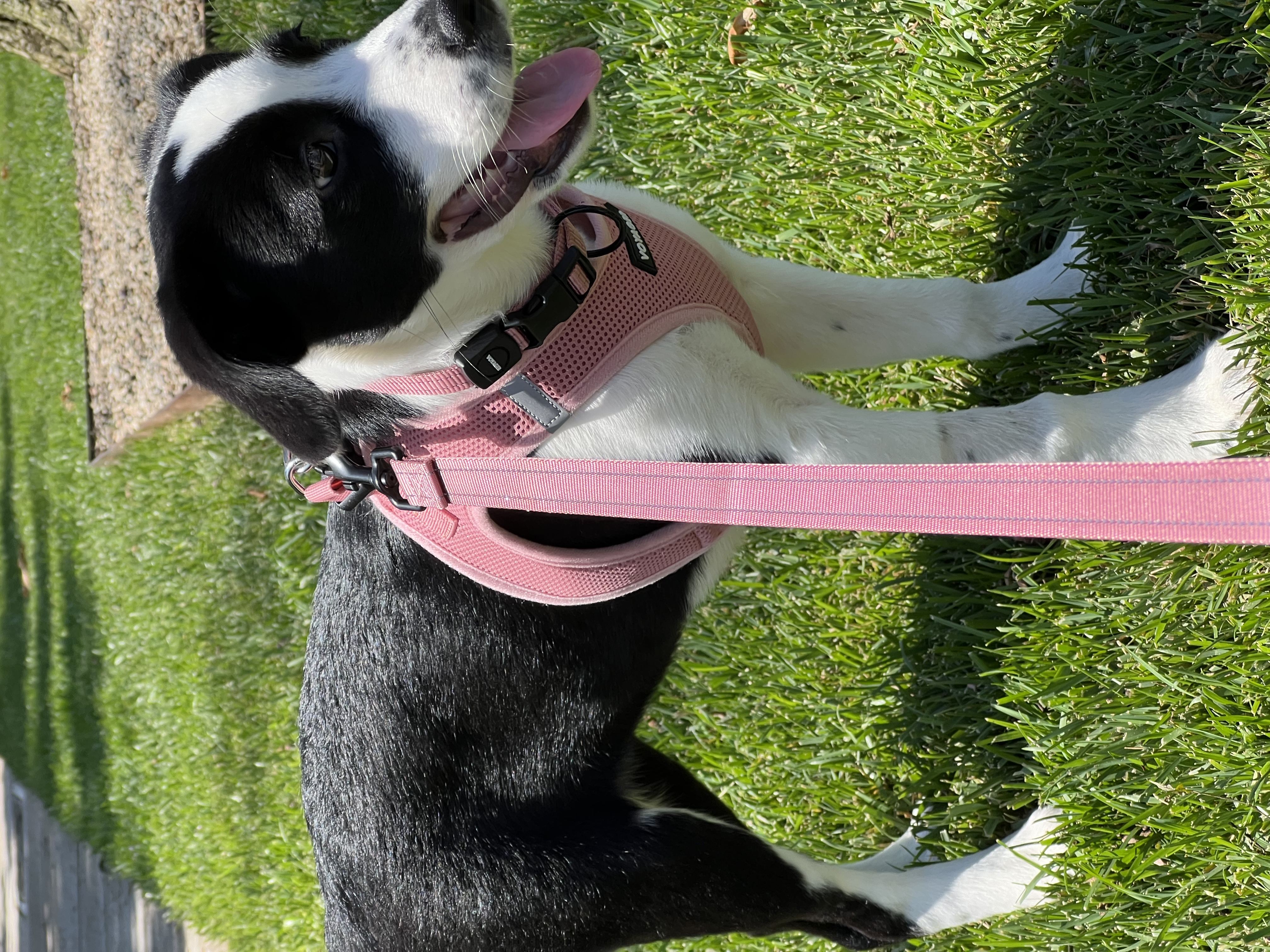 Enlarge Flower, a Adopted mixed breed in West Hollywood, CA image 3/3