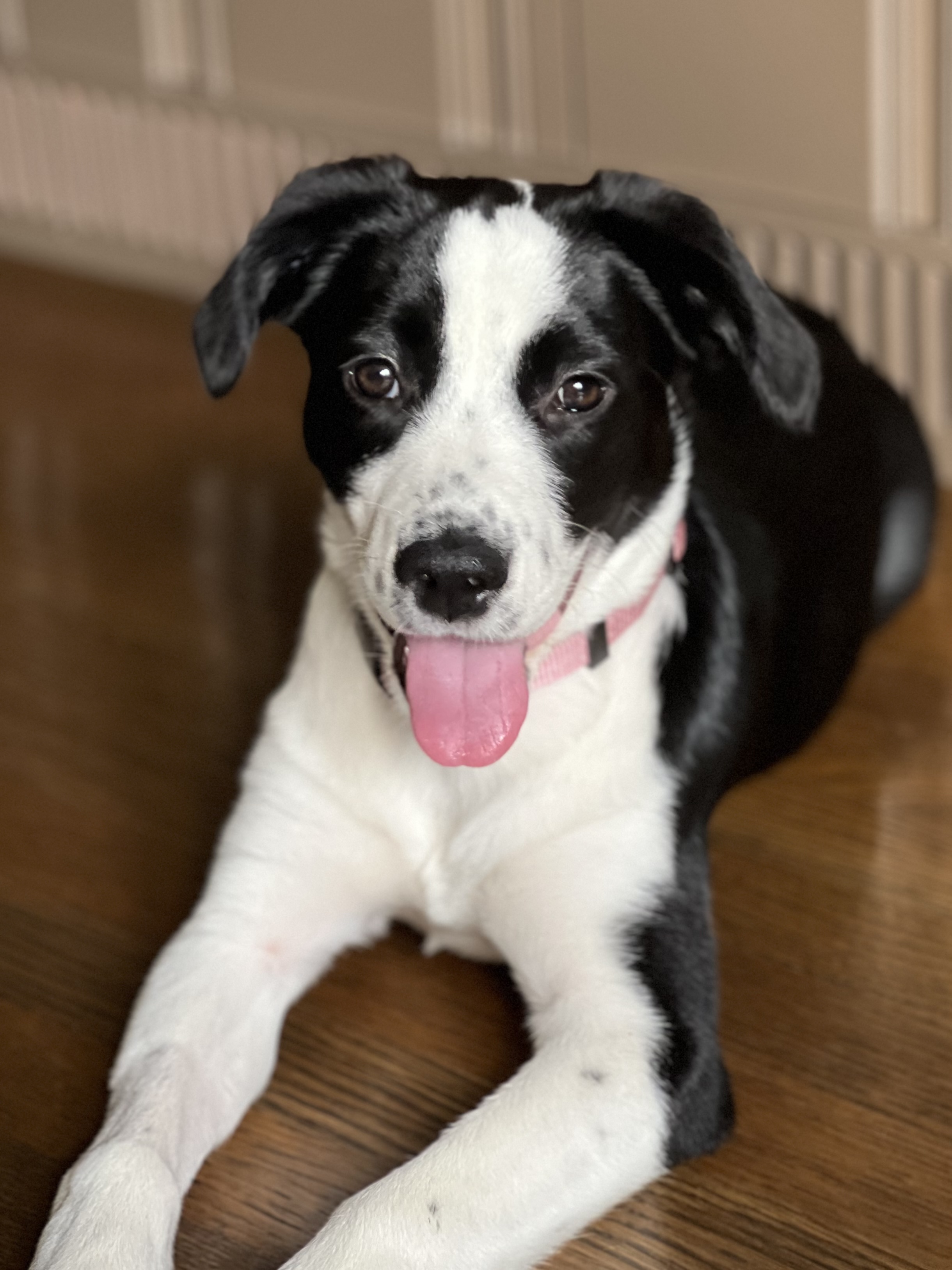 Flower, Adopted, Young Female American Staffordshire Terrier & Golden Retriever.