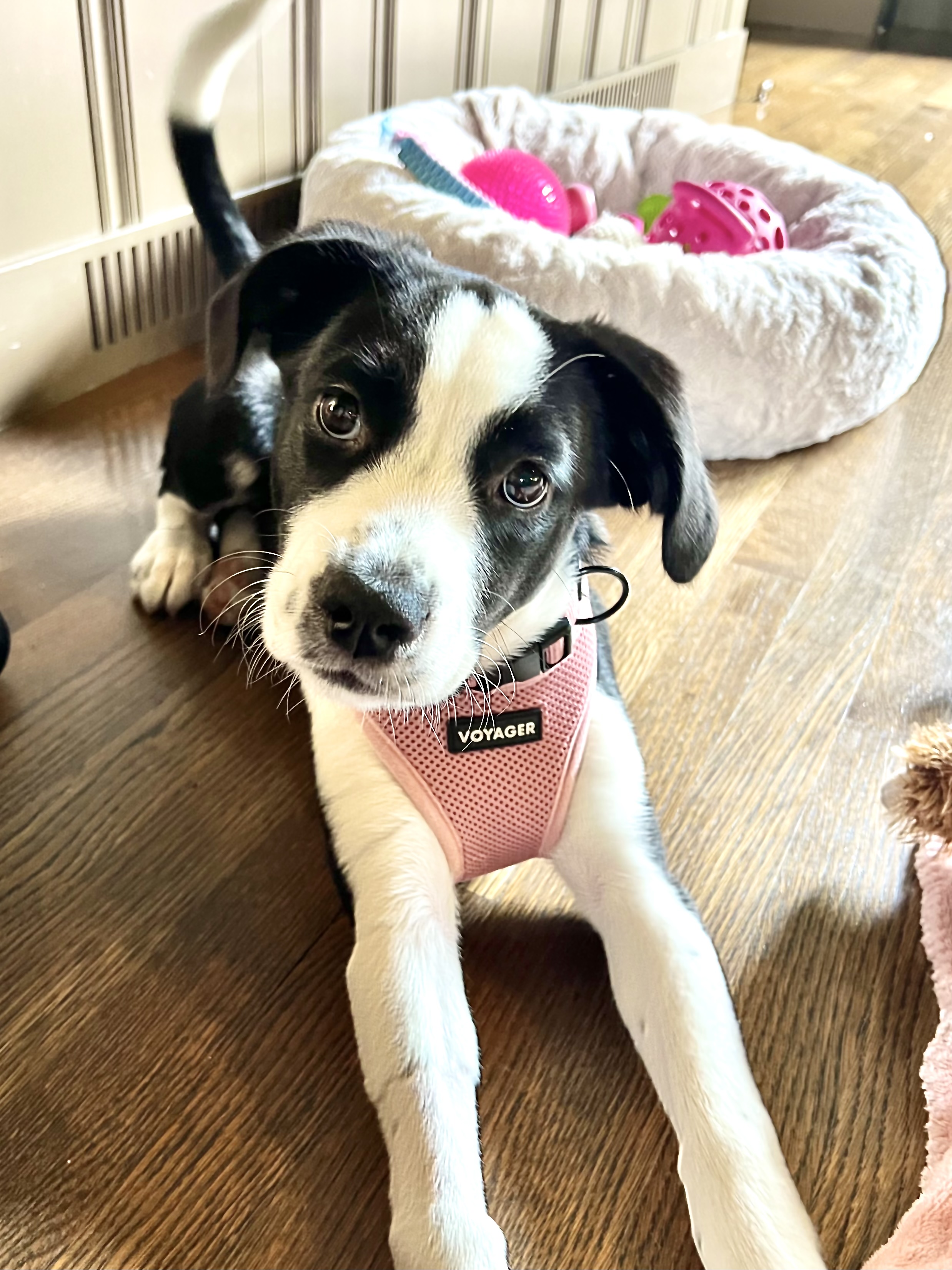 Enlarge Flower, a Adopted mixed breed in West Hollywood, CA image 2/3