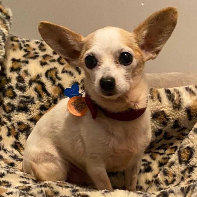 Enlarge Milo, a Adoptable Chihuahua in Corral del Risco, NAY image 3/5