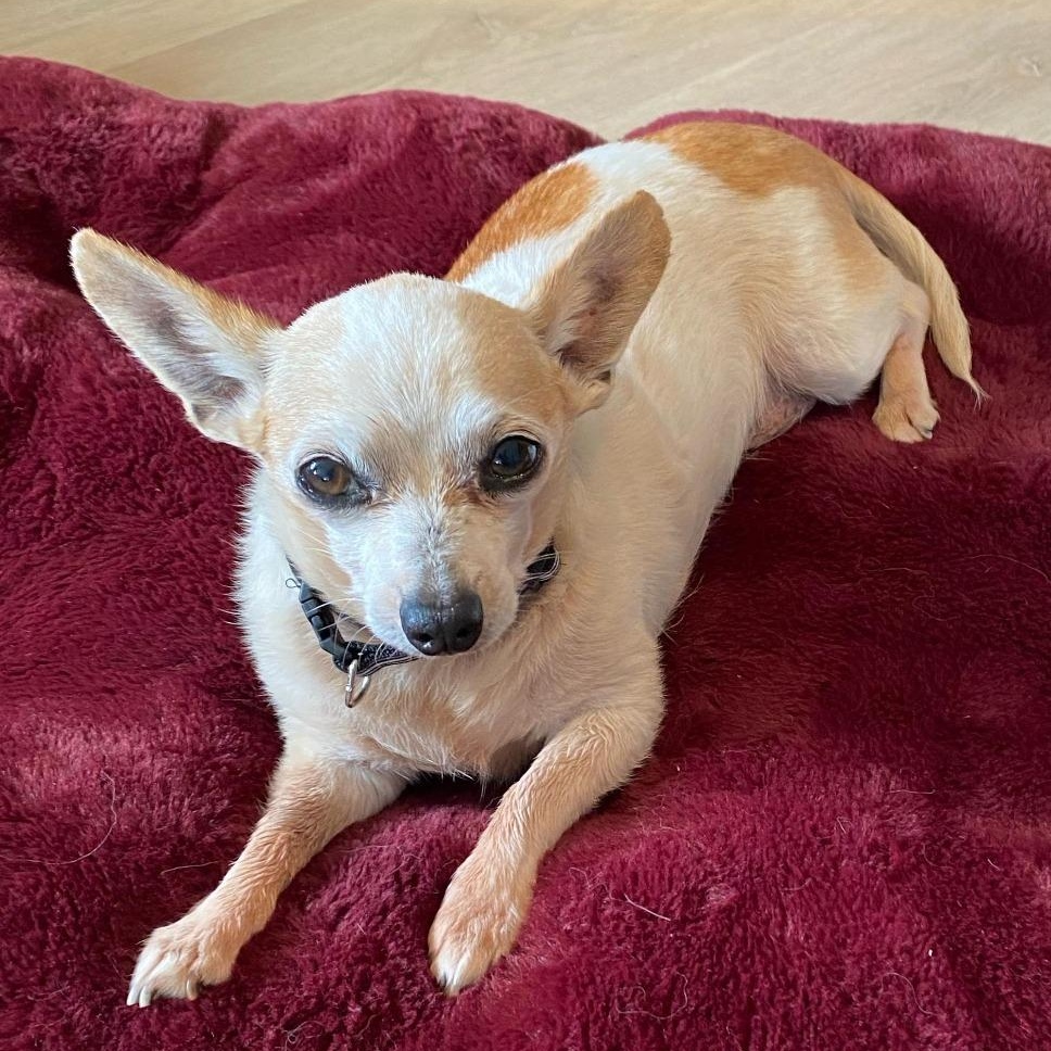 Milo, Adoptable, Adult Male Chihuahua.