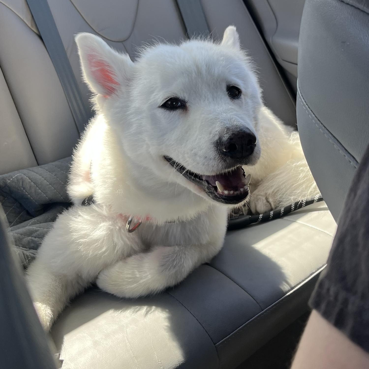 ALASKA, an adoptable Samoyed in Los Angeles, CA, 90019 | Photo Image 4
