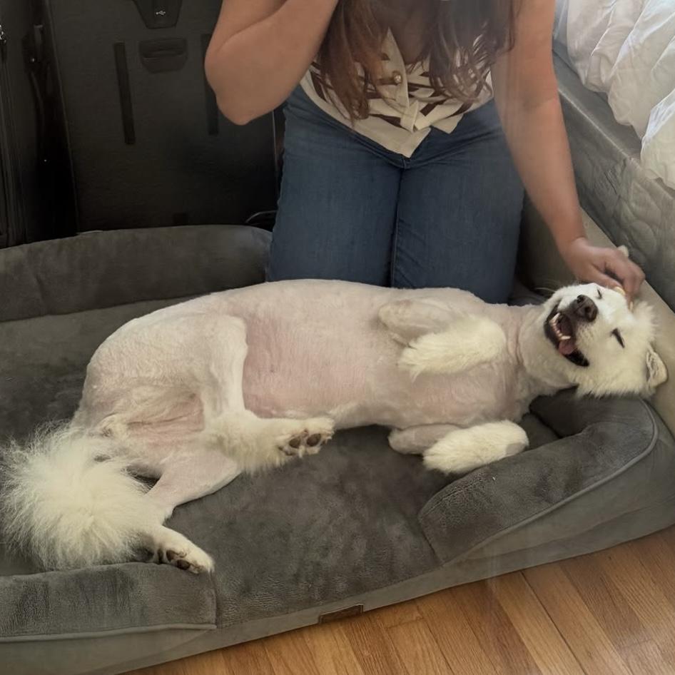 ALASKA, an adoptable Samoyed in Los Angeles, CA, 90019 | Photo Image 5