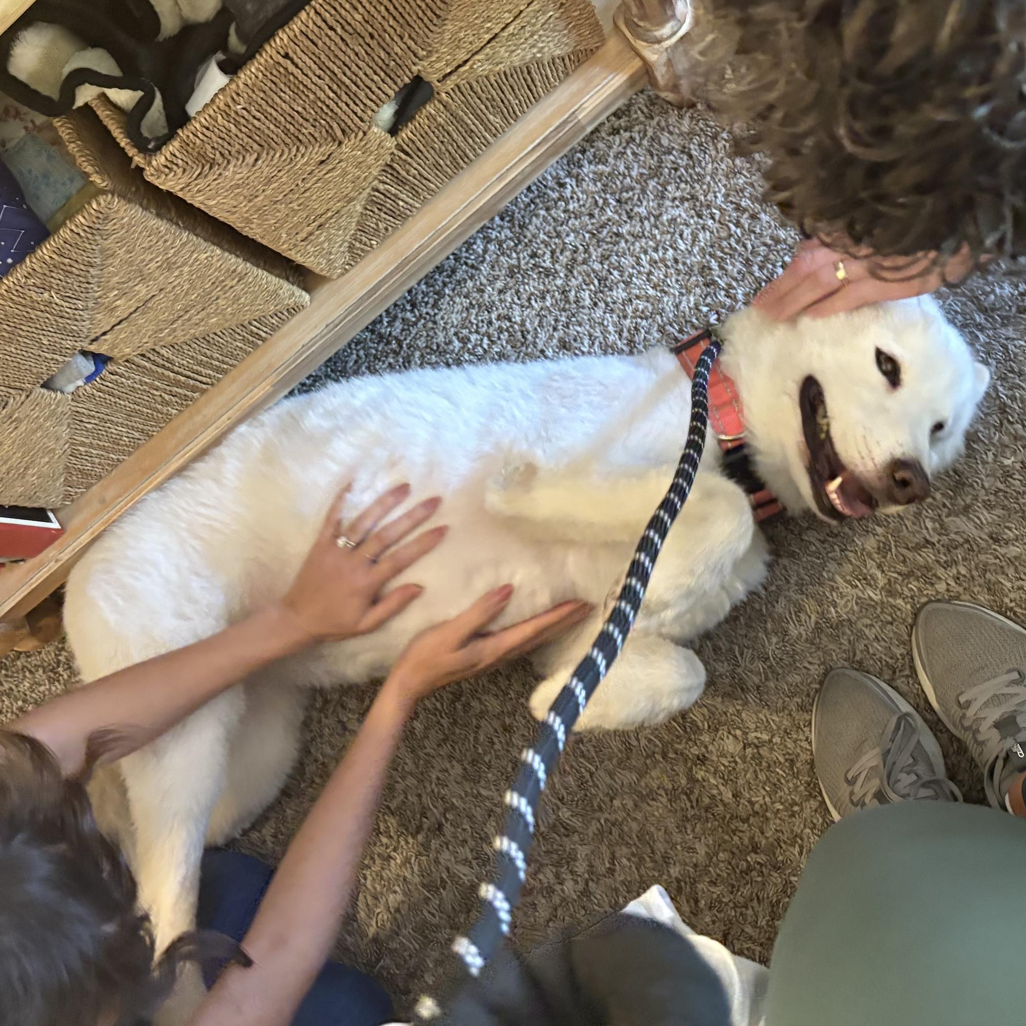 ALASKA, an adoptable Samoyed in Los Angeles, CA, 90019 | Photo Image 3