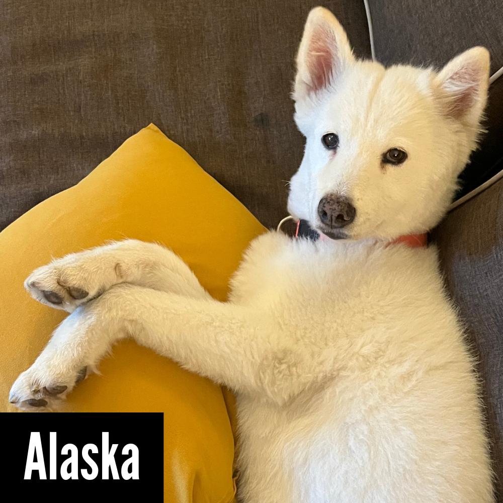 ALASKA, an adoptable Samoyed in Los Angeles, CA, 90019 | Photo Image 1