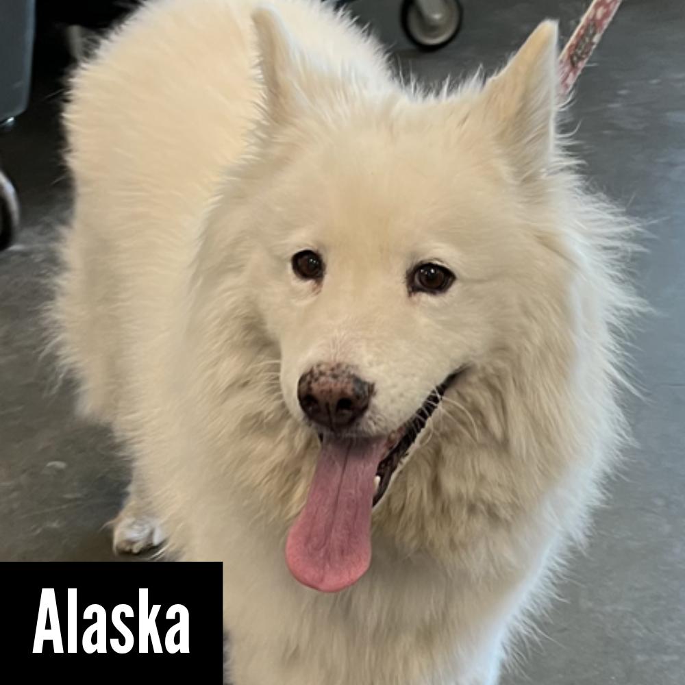 ALASKA, an adoptable Samoyed in Los Angeles, CA, 90019 | Photo Image 1