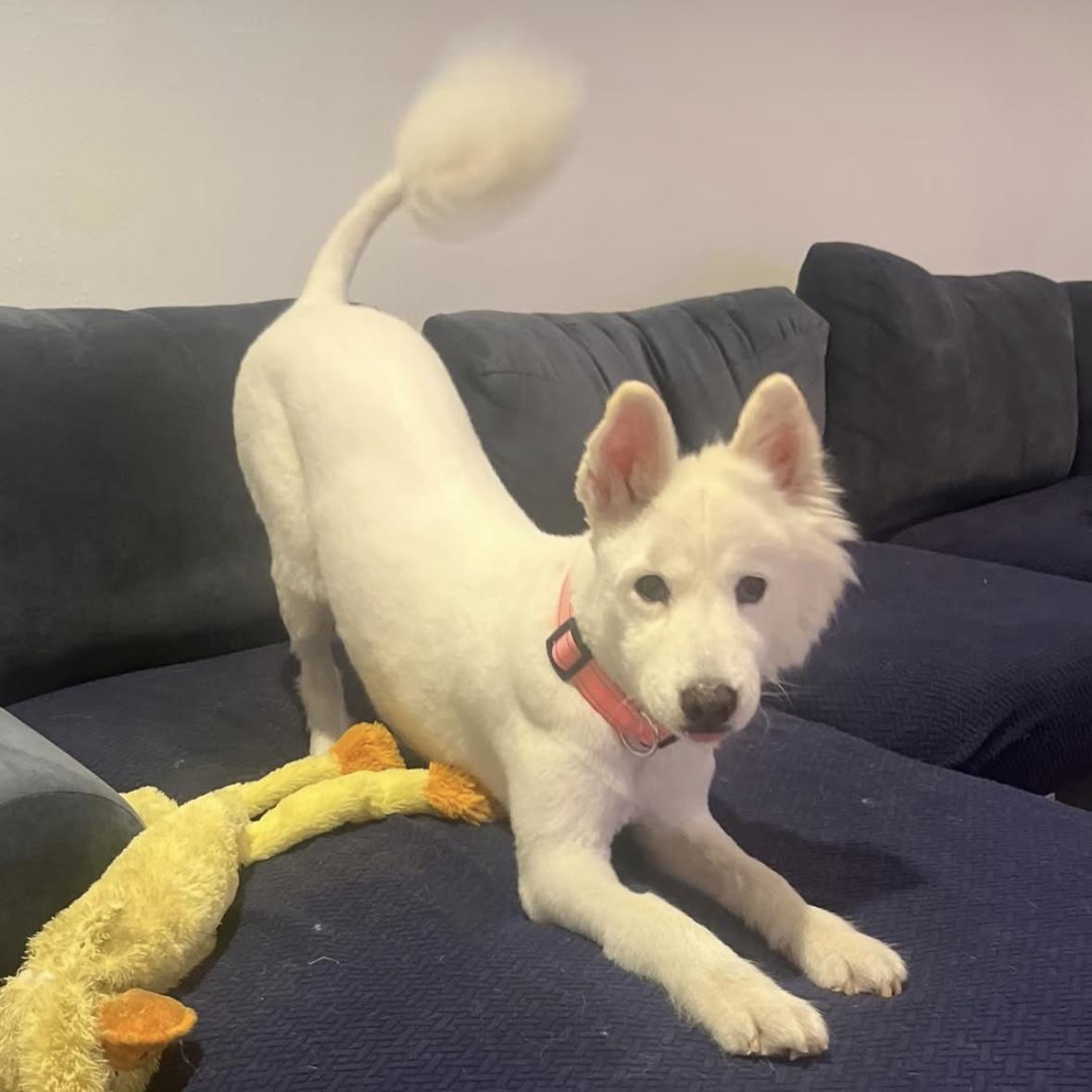 ALASKA, an adoptable Samoyed in Los Angeles, CA, 90019 | Photo Image 6