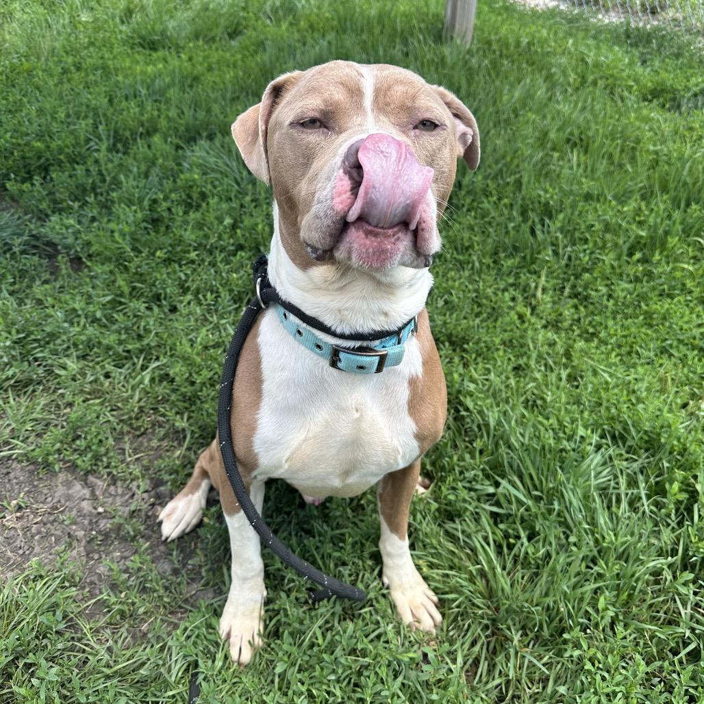 Indiana, a ADOPTABLE mixed breed in Clinton, IL image 3/4