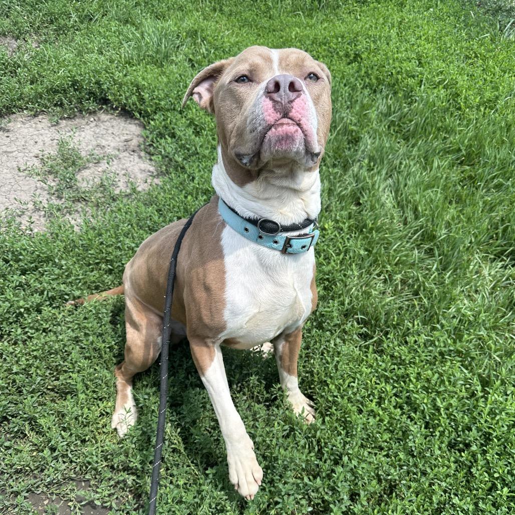 Indiana, a ADOPTABLE mixed breed in Clinton, IL image 4/4