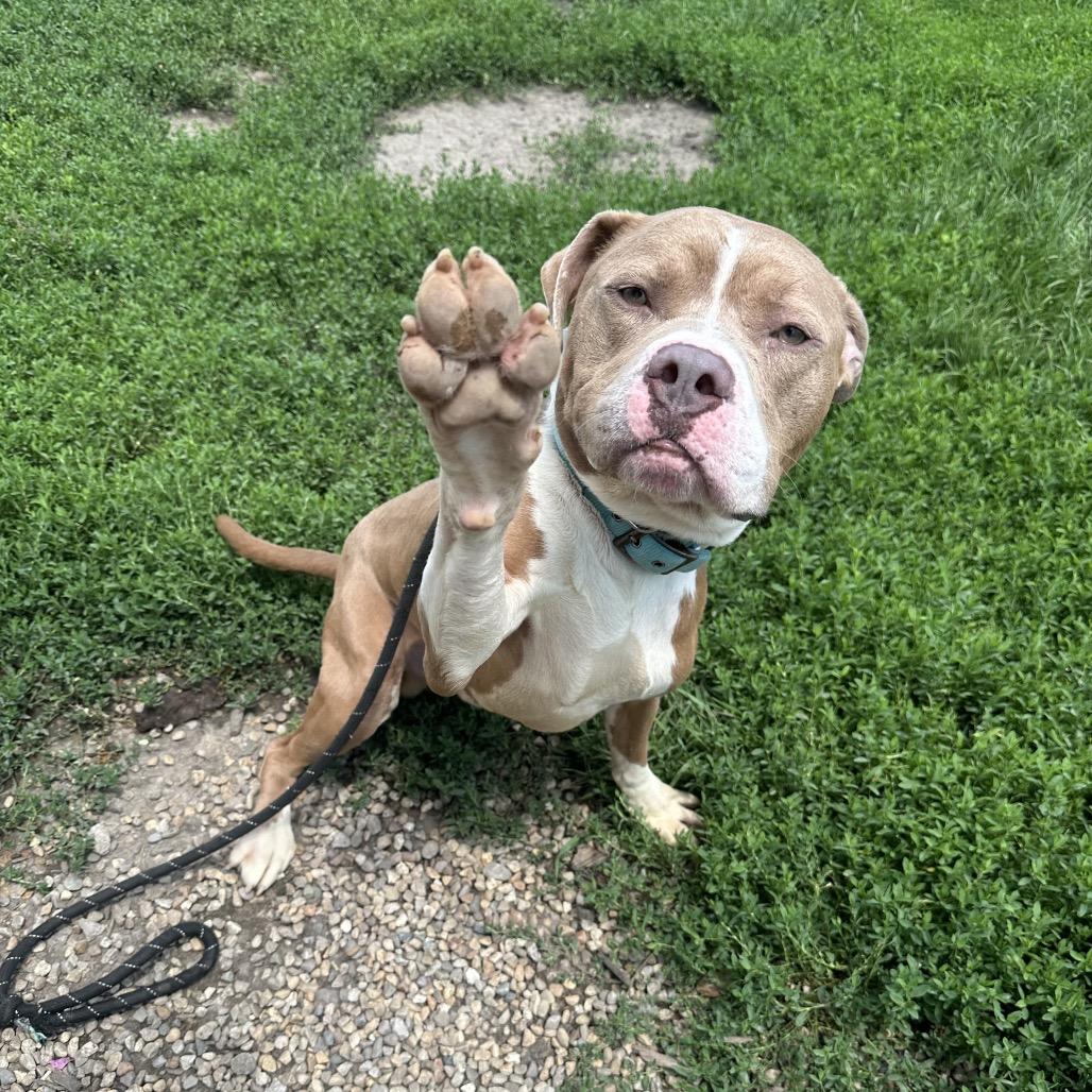 Indiana, a ADOPTABLE mixed breed in Clinton, IL image 1/4