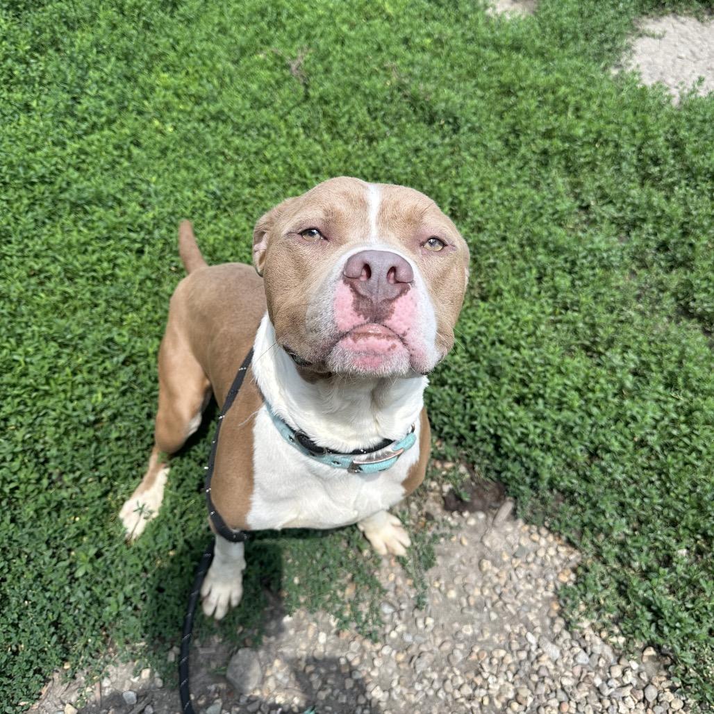 Indiana, a ADOPTABLE mixed breed in Clinton, IL image 2/4